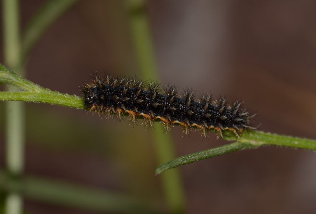 Bruco da ID. Melitaea aetherie?